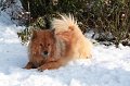 kschnee (3)